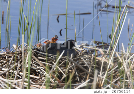 Coot or Waterhen with babies 20756114
