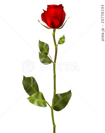 Realistic red vector rose. EPS 10 20756193