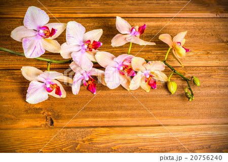 top down of beautiful blooming twig orchid flower top down of beautiful blooming twig orchid flower 20756240