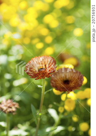 花壇 20756931