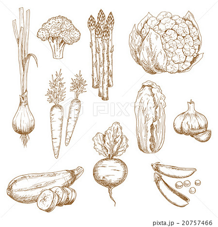 Vintage sketches of farm vegetables 20757466