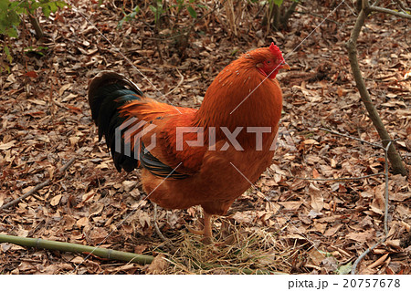 鶏 ニワトリ 鶏 ニワトリ 20757678