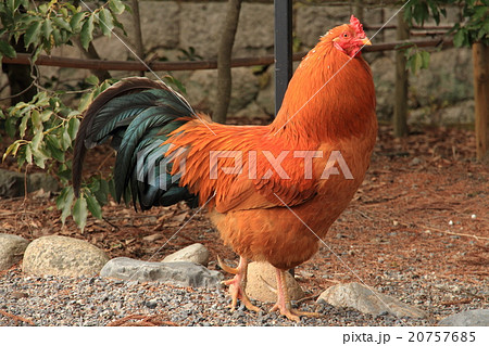 鶏 ニワトリ 鶏 ニワトリ 20757685