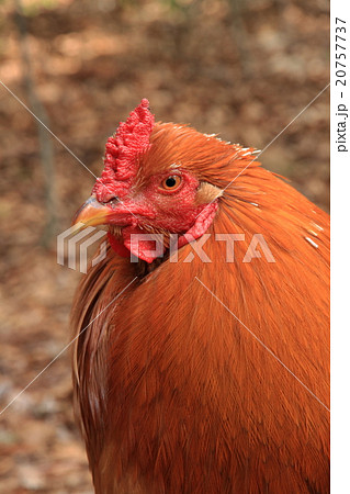 鶏　ニワトリ 20757737
