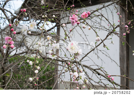 源平枝垂れ桃1 源平枝垂れ桃1 20758202