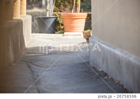 猫 20758506