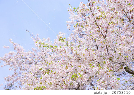 舞い散る桜の花びら ソメイヨシノ の写真素材