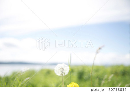 スウェーデンの水辺のたんぽぽ スウェーデンの水辺のたんぽぽ 20758855