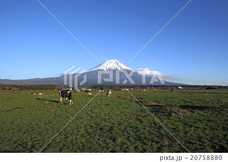朝霧高原の牧場と富士山 朝霧高原の牧場と富士山 20758880
