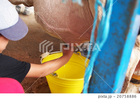 乳搾り体験 20758886