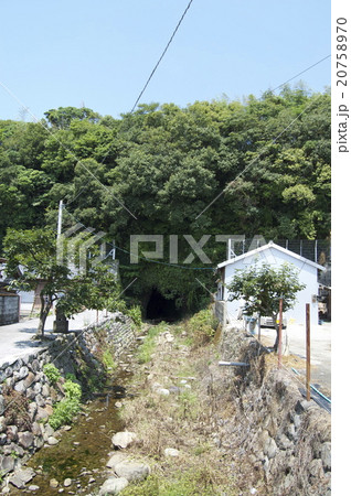 伊尾木洞  シダの群落（高知県安芸市） 20758970