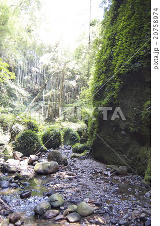 伊尾木洞 シダの群落(高知県安芸市) 伊尾木洞 シダの群落(高知県安芸市) 20758974