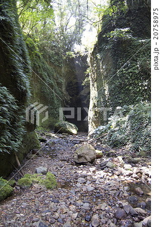 伊尾木洞  シダの群落（高知県安芸市） 20758975