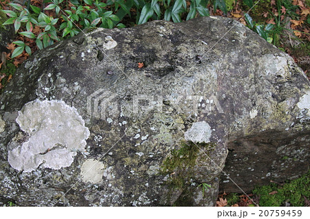 弁慶の力釘 20759459