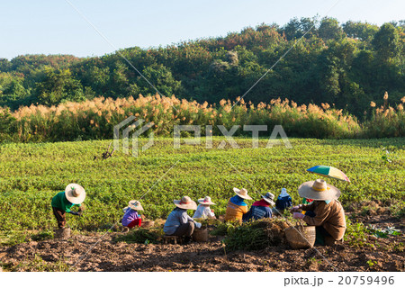 Peanut farmers 20759496