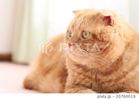 左向きの猫 20760019