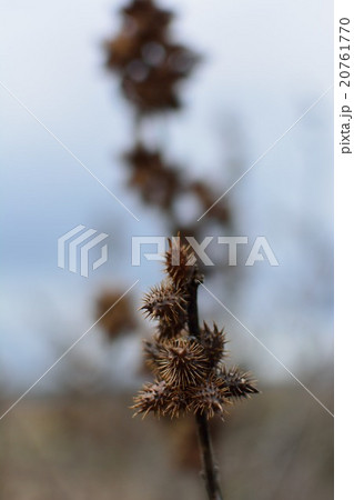 オナモミ４ 20761770