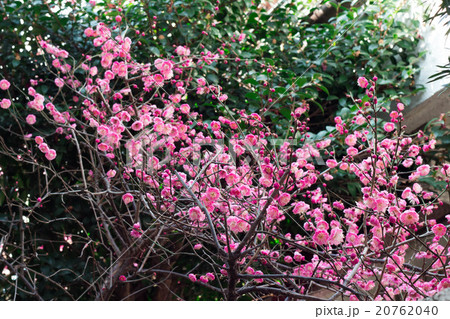 紅梅 20762040