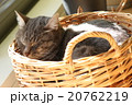 ネコ　昼寝　バスケット 20762219