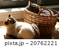 ネコ　仲良く　日向ぼっこ 20762221