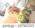 ネコ　顔 20762223
