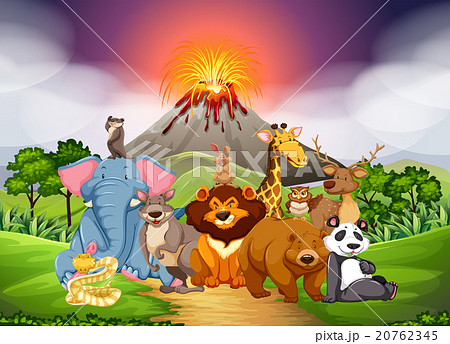 Wild animals in the field with volcano background Wild animals in the field with volcano background 20762345