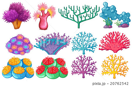 Different Type Of Coral Reefのイラスト素材