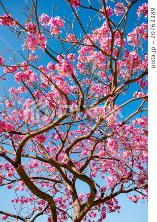 pink trumpet tree blossom and blue sky 20763389