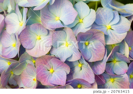 Close up beautiful hydrangea flower 20763415