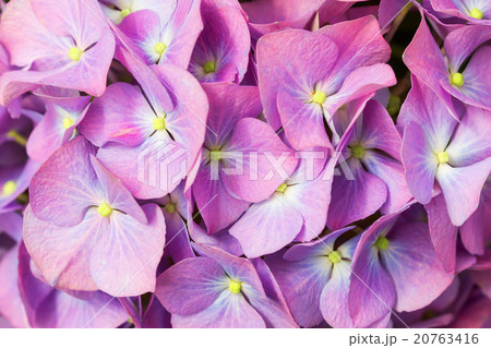 Close up beautiful hydrangea flower 20763416