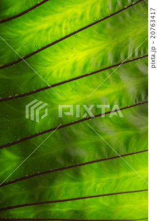 Green caladium leaf textures 20763417
