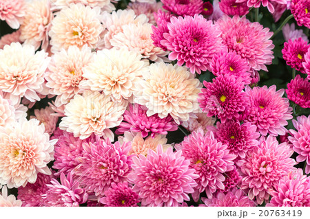 Beautiful dahlia for background 20763419
