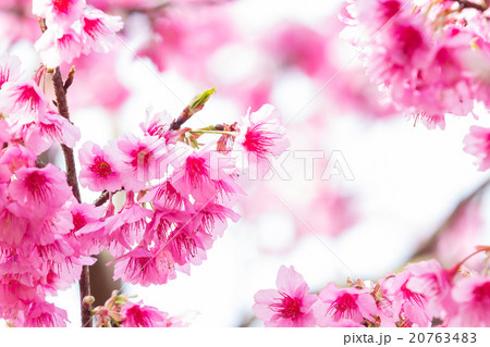 Beautiful spring cherry blossoms 20763483