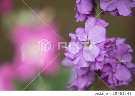 ストック 20763543