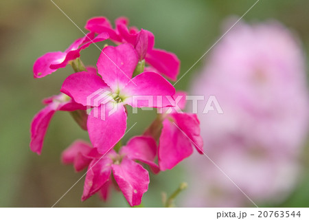 ストック 20763544