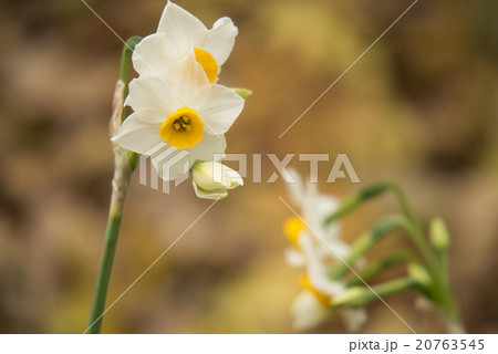 スイセン 20763545