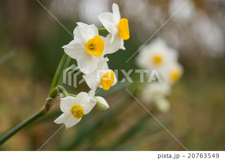 スイセン 20763549