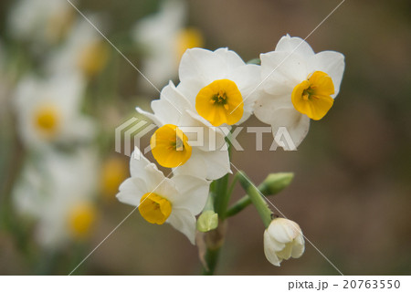 スイセン スイセン 20763550