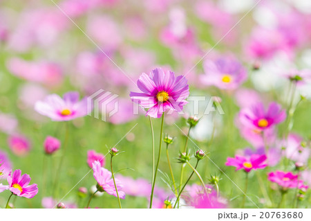 Cosmos flowers 20763680