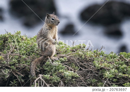 Squirrel at the Beach Squirrel at the Beach 20763697