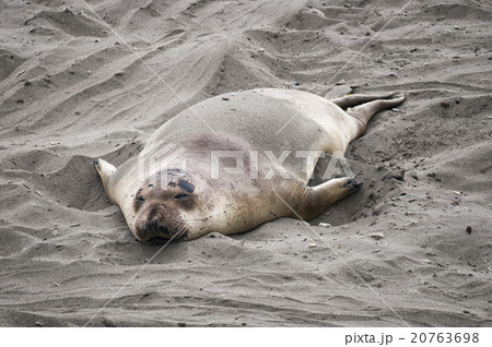 Sea Lion at Beach Sea Lion at Beach 20763698