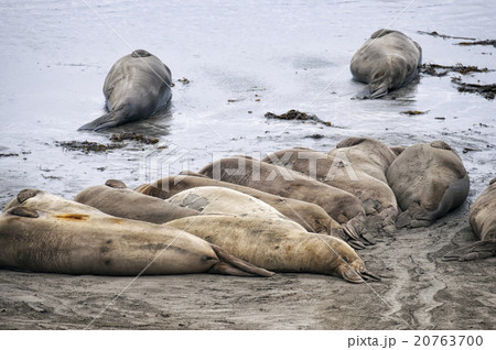 Sea Lions at Beach 20763700