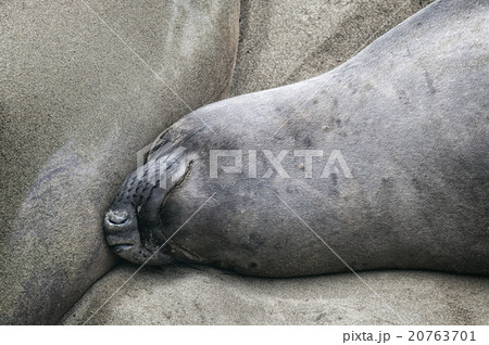 Sea Lions at Beach  at Beach 20763701