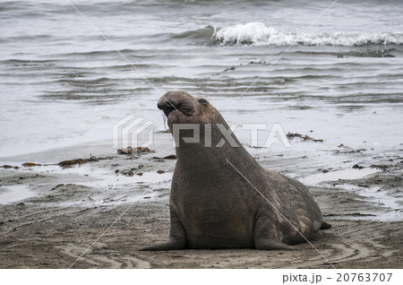 Sea Lion at Beach 20763707