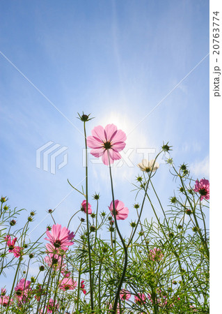 Cosmos flowers Cosmos flowers 20763774