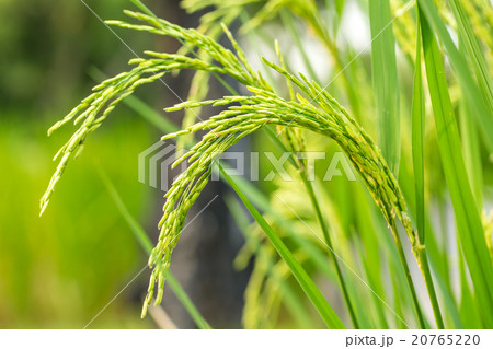 Ear of Rice 20765220