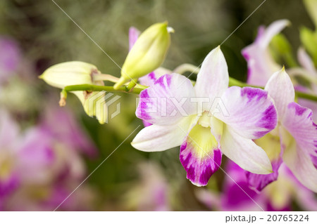 Thai Orchid 20765224