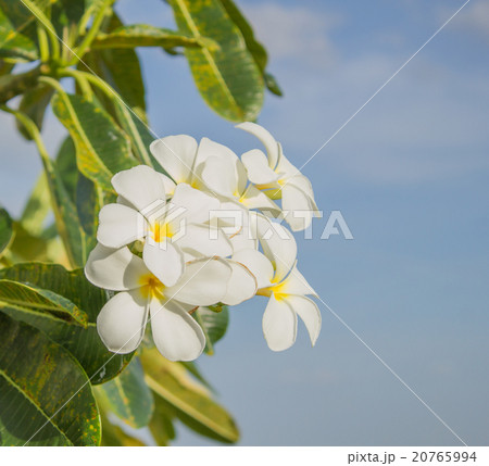 Plumaria Plumaria 20765994
