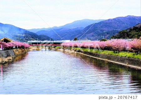 河津桜 河津桜 20767417