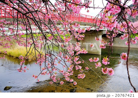 河津桜 河津桜 20767421